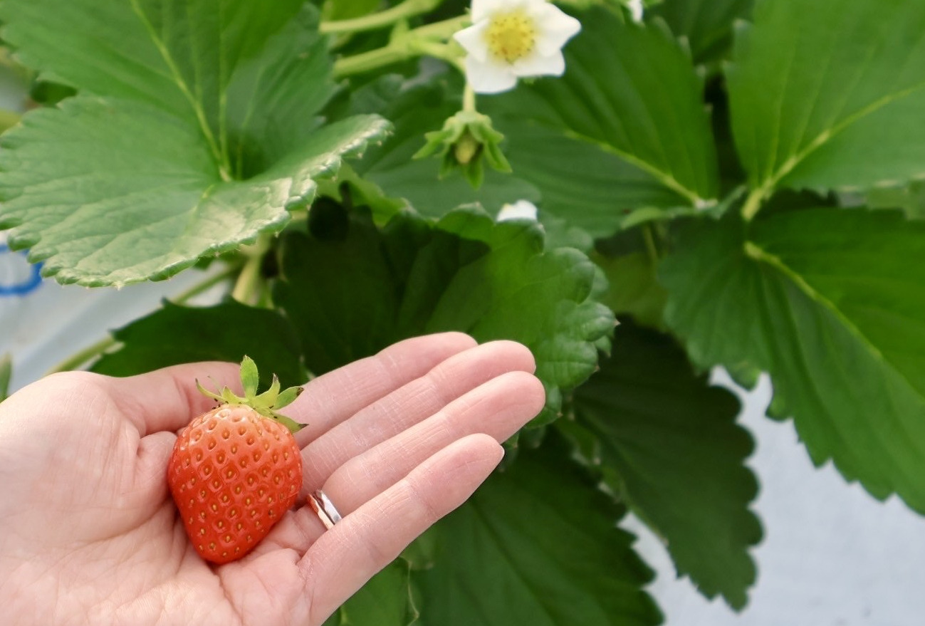 加賀フルーツランド